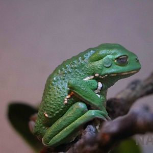 Waxy monkey frog, Serpentario Machaqway - April 2016.