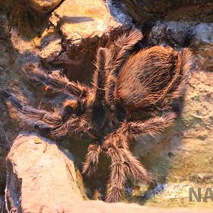 Brazilian tarantula, Serpentario Machaqway - April 2016.