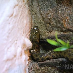 South American water snake, Serpentario Machaqway - April 2016.