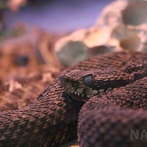 Patagonian lancehead?, Serpentario Machaqway - April 2016.