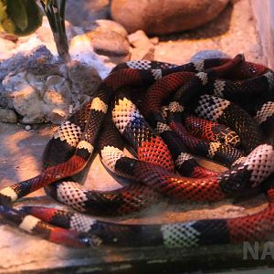 Argentinian coral snake, Serpentario Machaqway - April 2016.