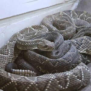 Tropical rattlesnake (cascavel), Serpentario Machaqway - April 2016.