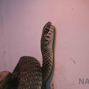 Patagonian green racer, Serpentario Machaqway - April 2016.