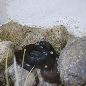 Xenodon pulcher, Serpentario Machaqway - April 2016.