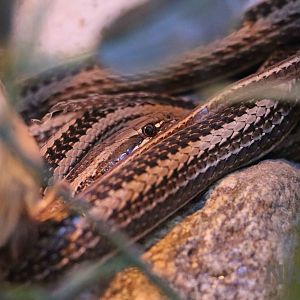 Gunther's green racer, Serpentario Machaqway - April 2016.