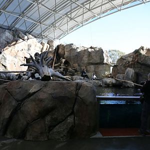 Sea bird aviary and pool