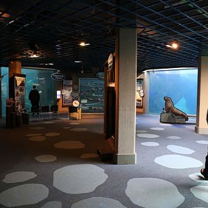 Underwater viewing windows