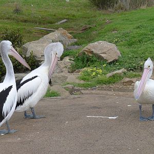Australian Pelicans - Hastings boat ramp