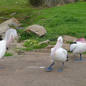 Australian Pelicans - Hastings boat ramp