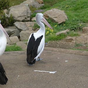 Australian Pelicans - Hastings boat ramp