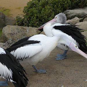 Australian Pelicans - Hastings boat ramp