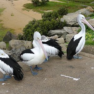 Australian Pelicans - Hastings boat ramp
