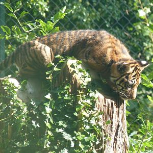 Sumatran Tiger Cub, September 2016