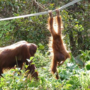 Female Bornean Orangutans, September 2016
