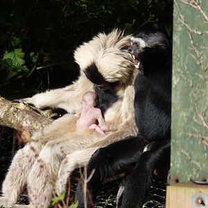 Pileated Gibbon family, September 2016