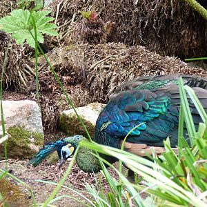 Green Peafowl, September 2016