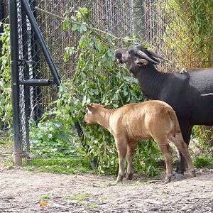 Lowland Anoa, September 2016