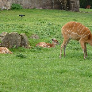 Sitatunga, September 2016