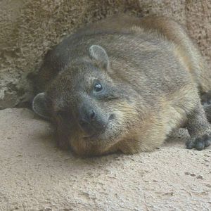 Rock Hyrax, September 2016