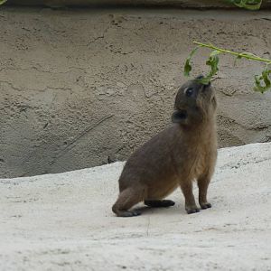 Rock Hyrax youngster, September 2016