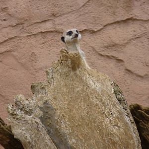 Meerkat, September 2016