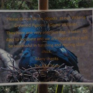 Victoria Crowned Pigeon nest sign, September 2016