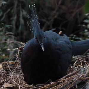 Victoria Crowned Pigeon nest, September 2016