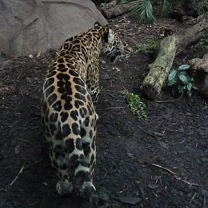 Jaguar, September 2016
