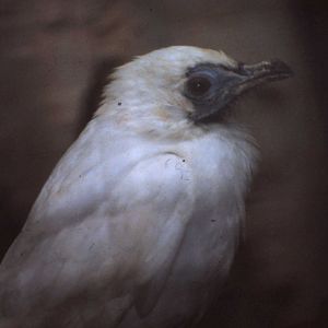 Bare-throated bellbird