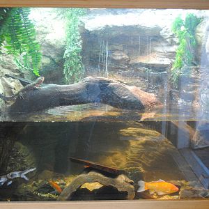 Chinese Crocodile Lizard exhibit
