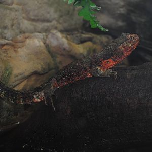 Chinese Crocodile Lizard