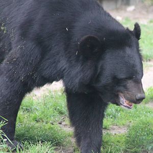 Asian black bear