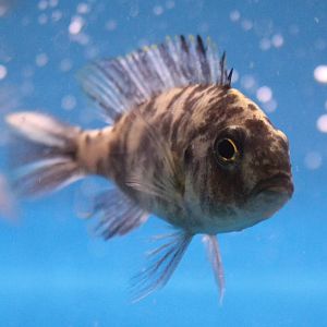 Nimbochromis ID