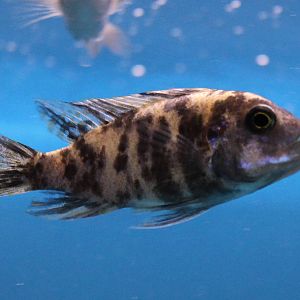 Cichlid ID - Orange Blotch morph