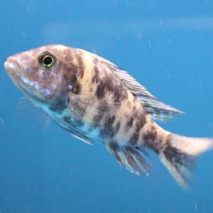 Nimbochromis ID