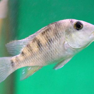 Geophagus steindachneri