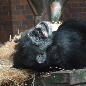 Chimpanzee, September 2016