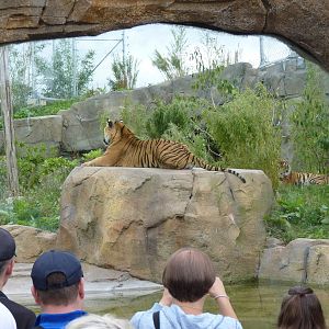 Sumatran Tigers, September 2016