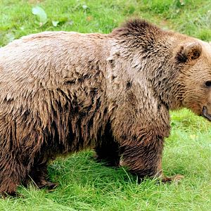 Brown bear; Whipsnade; 28th September 2016