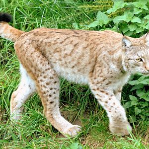 European lynx; Whipsnade; 28th September 2016