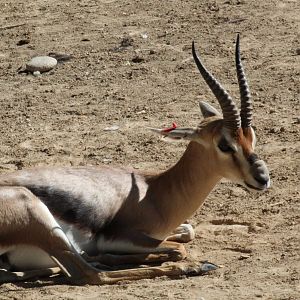Speke's Gazelle