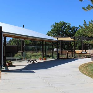 New Wild Dog Exhibit 2016