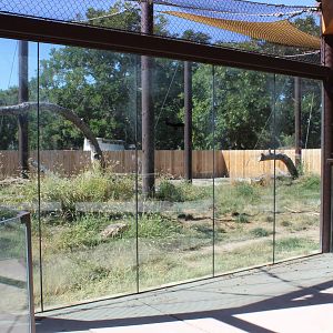 New Wild Dog Exhibit 2016