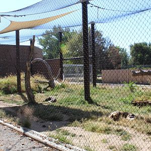New Wild Dog Exhibit 2016