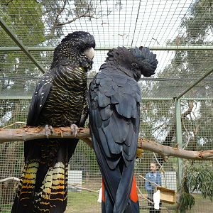 Red tail Black Cockatoo pair