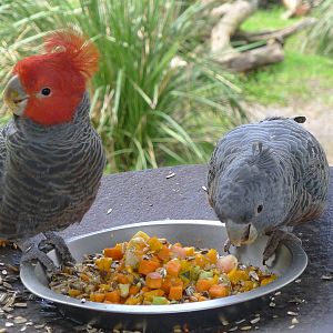 Gang Gang Cockatoo pair
