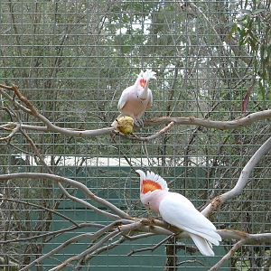 Major Mitchell Cockatoos