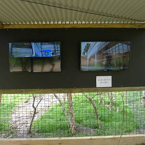 Orange bellied Parrot cams