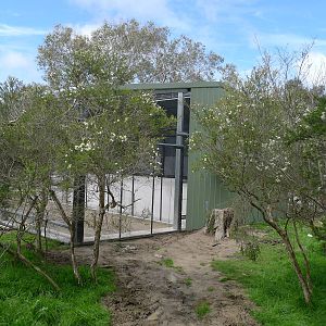Orange Bellied parrot avairy
