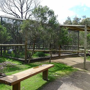 Bush thick knee avairy